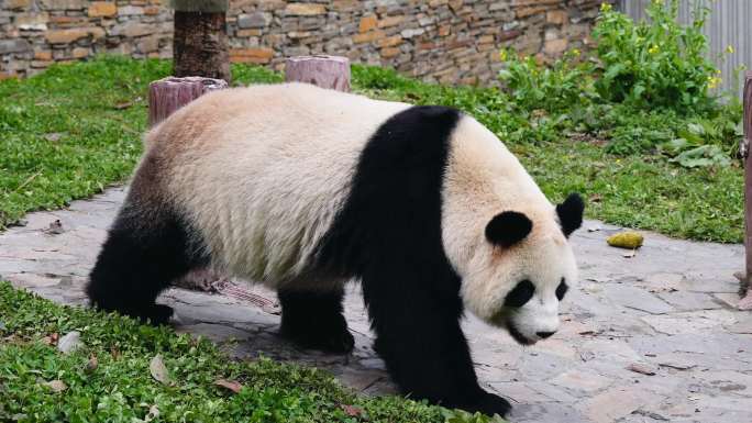 大熊猫 成都