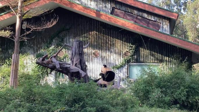 广州动物园熊猫大熊猫悠闲