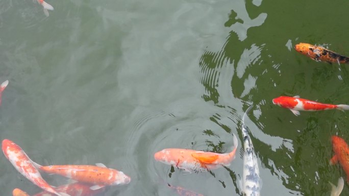 池塘里锦鲤金鱼在水中畅游嬉戏