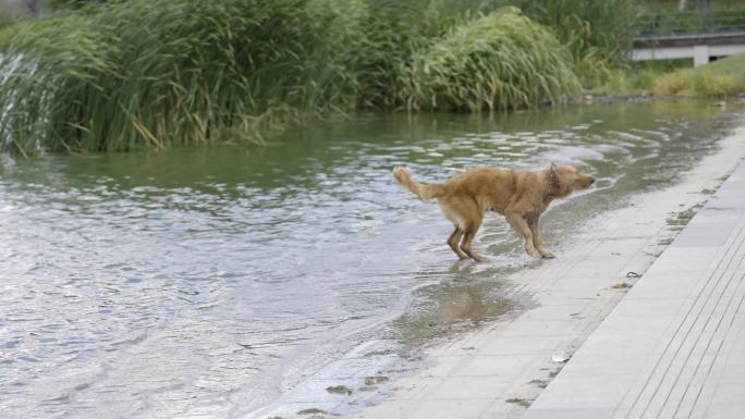 4K狗抖动身体上的水