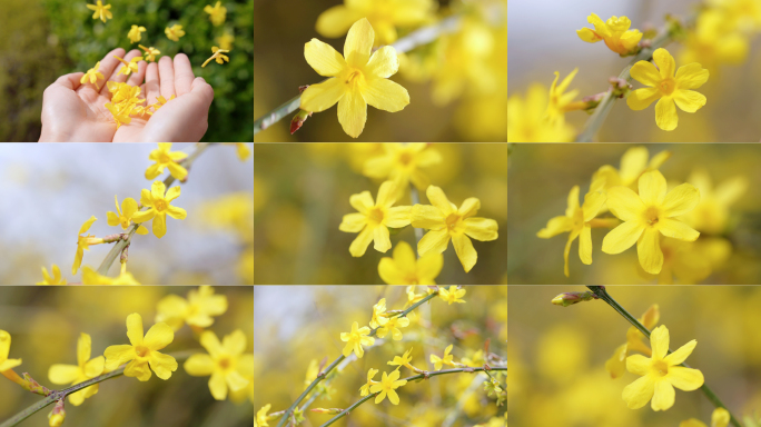 迎春花春天花开初春黄花春暖花开黄色迎春花