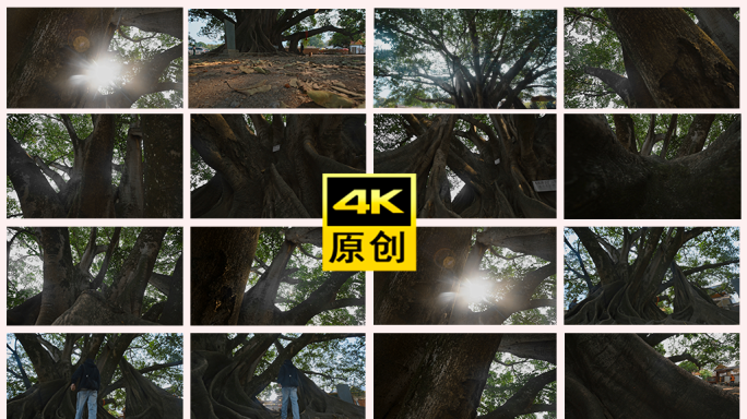 4K亚洲第一大榕树