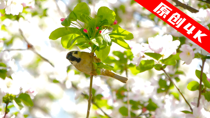 春天 春天的鸟 花中小鸟 觅食 鸟类视频