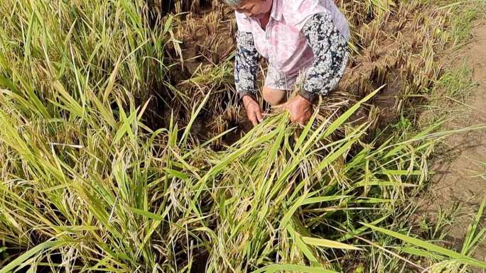 稻谷大米 丰收农民 农业手工收割水稻收割