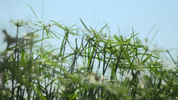 湿地植物