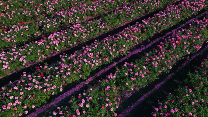 三亚博后村在风中摇曳的粉红玫瑰花田