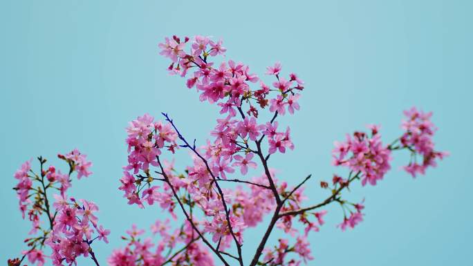 浪漫粉红樱花盛开蜜蜂采蜜