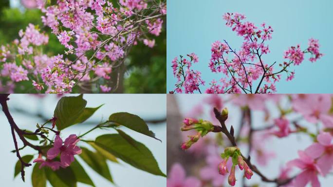 浪漫粉红樱花盛开蜜蜂采蜜