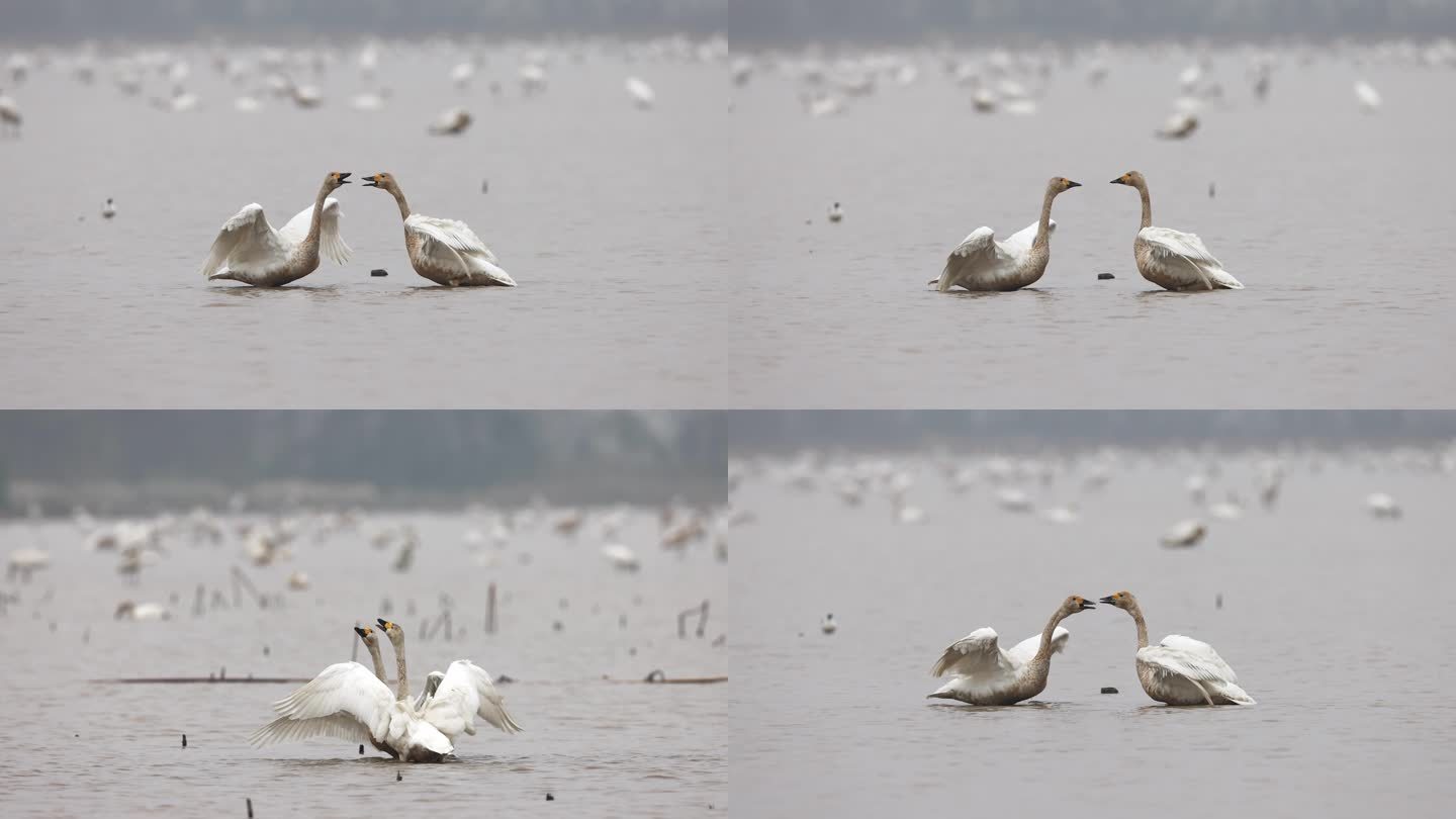 潘阳湖的小天鹅