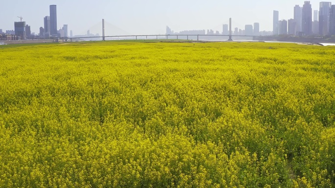 扬子洲油菜花5