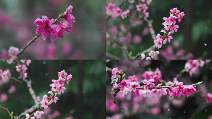 雪中的桃花反春春雪反春 倒春寒