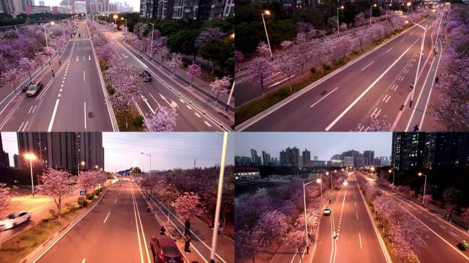 广州春日夕阳下紫荆花公路夜景航拍4K视频