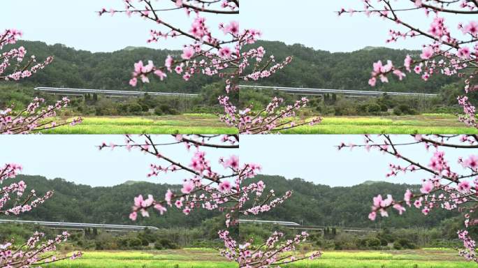 春天阳光下盛开的桃花和驶过的高速列车