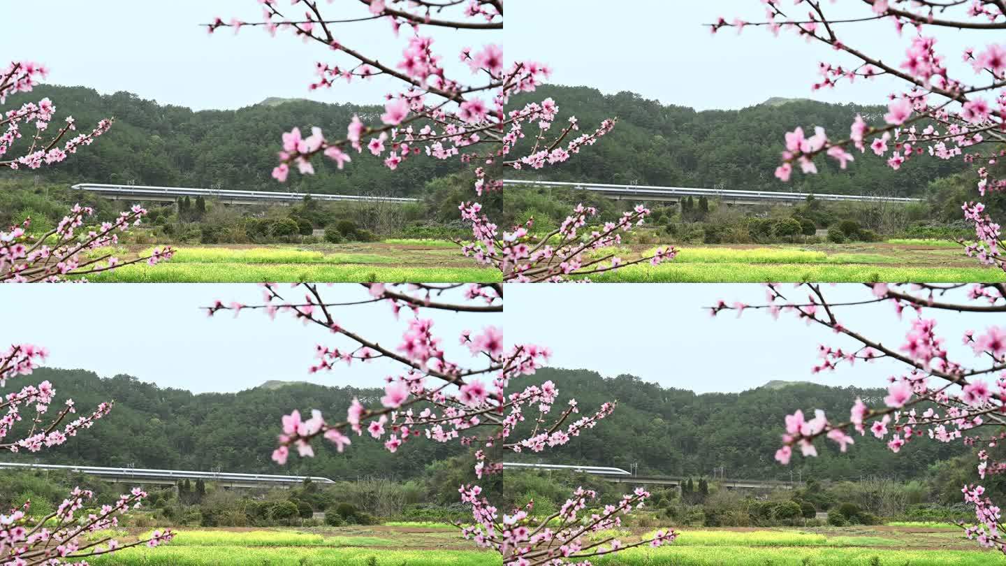 春天阳光下盛开的桃花和驶过的高速列车