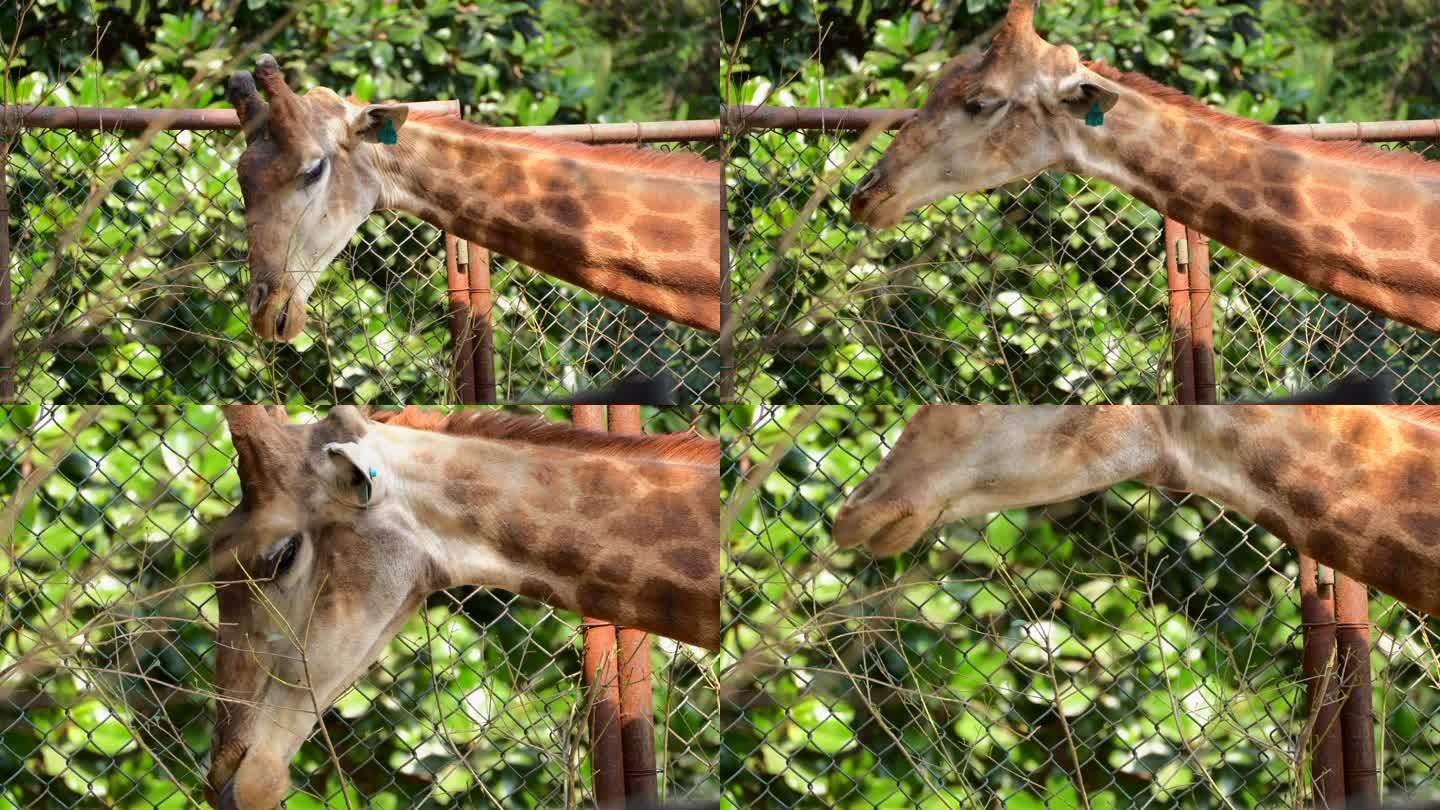 动物园里一只长颈鹿正在进食4K