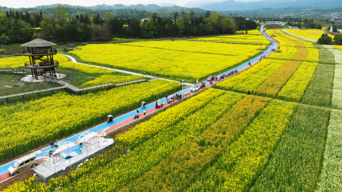 乡村振兴唯美春色油菜花开春回大地