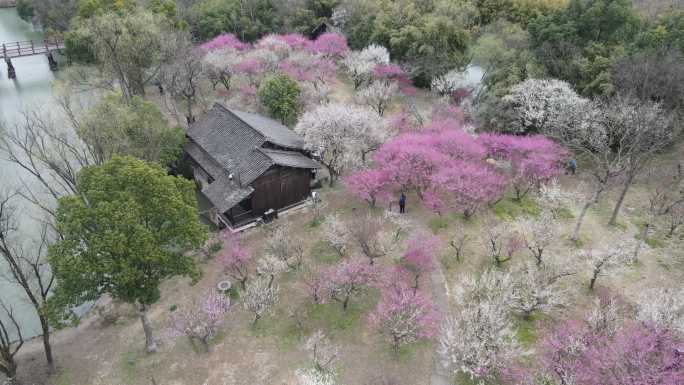 西溪梅墅 西溪湿地 杭州 4k航拍 大疆