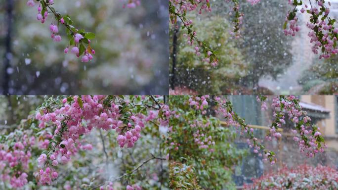 雪中的 海棠花