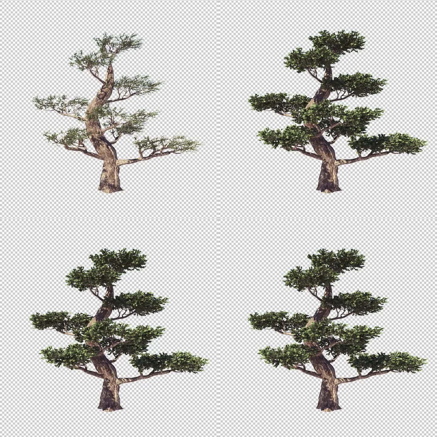 树0000_1