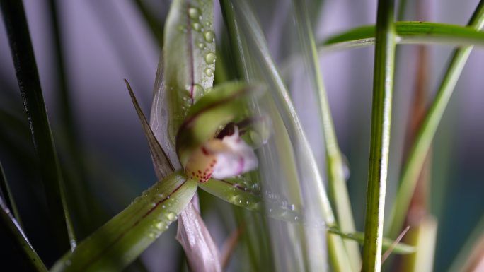 春天兰花花瓣花芯水珠露水灯光光影实拍素材