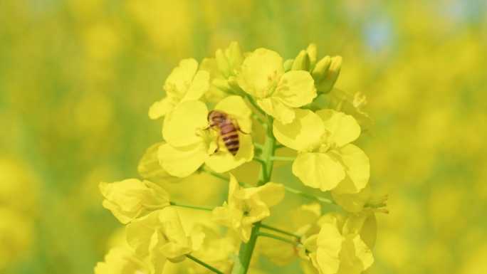 【原创】实拍蓝天白云油菜花菜花蜜蜂田园