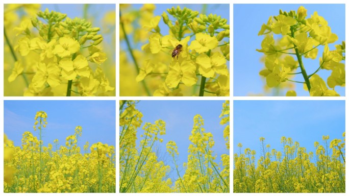 【原创】实拍蓝天白云油菜花菜花蜜蜂田园