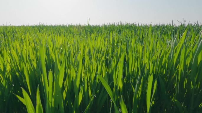 5k万亩小麦种植基地