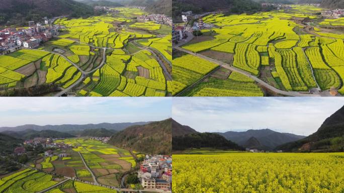 航拍山间油菜花田