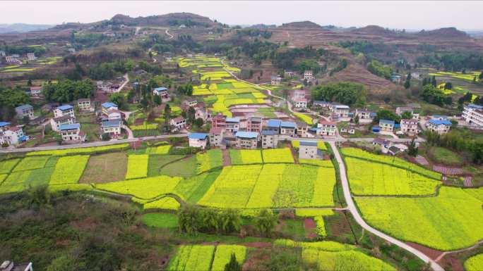 乡村房屋农业农田油菜花