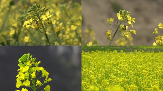 油菜花花海蜜蜂采蜜