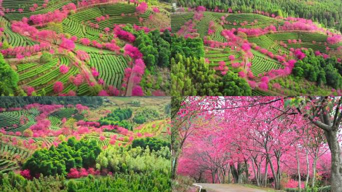 樱花茶场