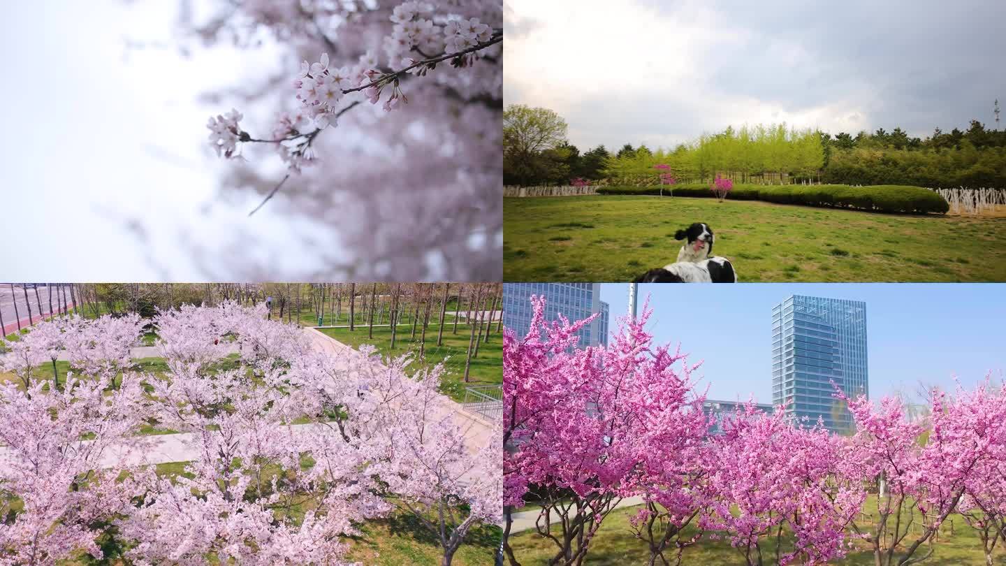 春天的公园樱花桃花少女赏花