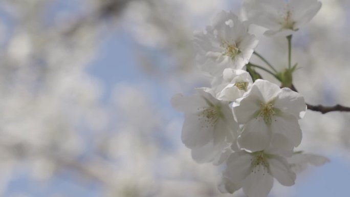 樱花升格