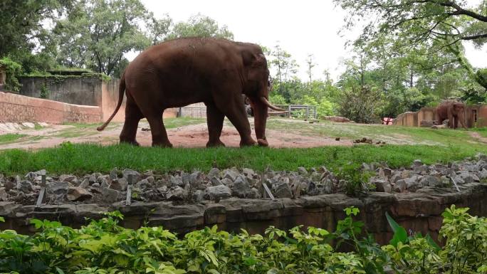 实拍广州动物园亚洲象散步