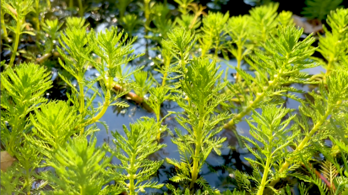 春天绿植水藻小蝌蚪游艺