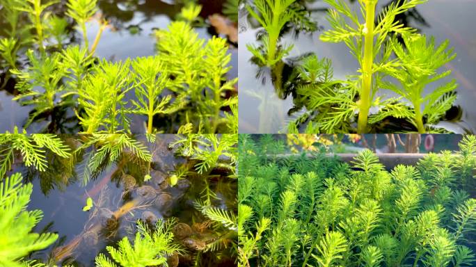 春天绿植水藻小蝌蚪游艺
