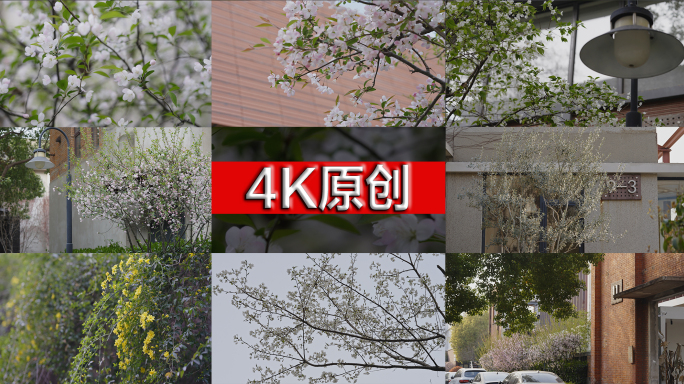 【4K50P】春日盛景百花齐放