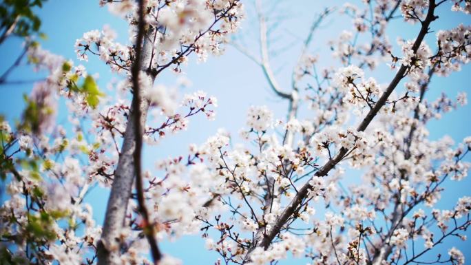 樱花 春天 旅游 苏州 染井吉野 大岛樱