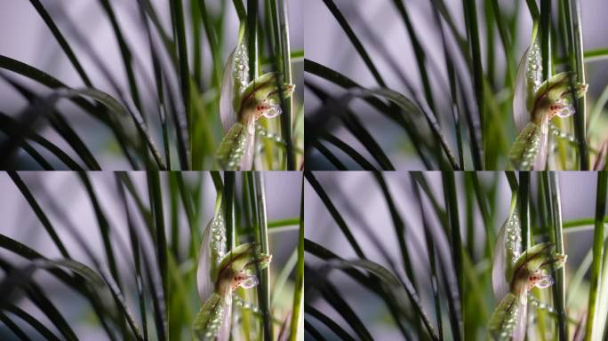 春天兰花露水水珠灯光光影特写实拍原素材