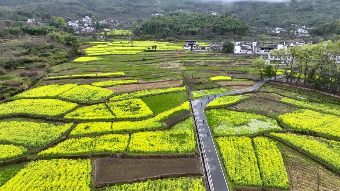 塔川油菜花骑行