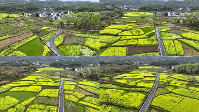 塔川油菜花骑行