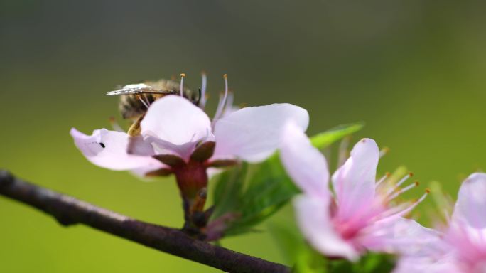 4K_春天花开微距意境蜜蜂采花雨滴花瓣