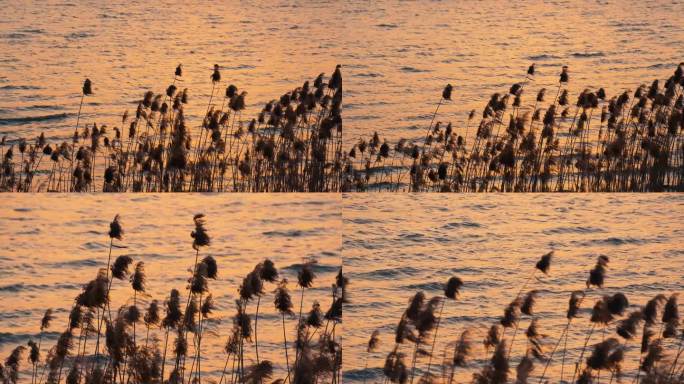 夕阳河边芦苇随风飘扬，芦苇飘摇空镜素材