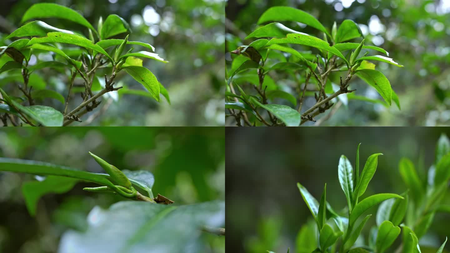 4K云南古茶树茶叶嫩芽