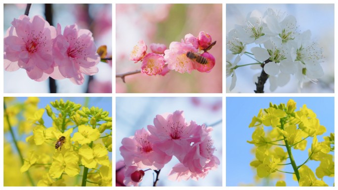 【原创】实拍春天各种唯美花朵花海田园风光