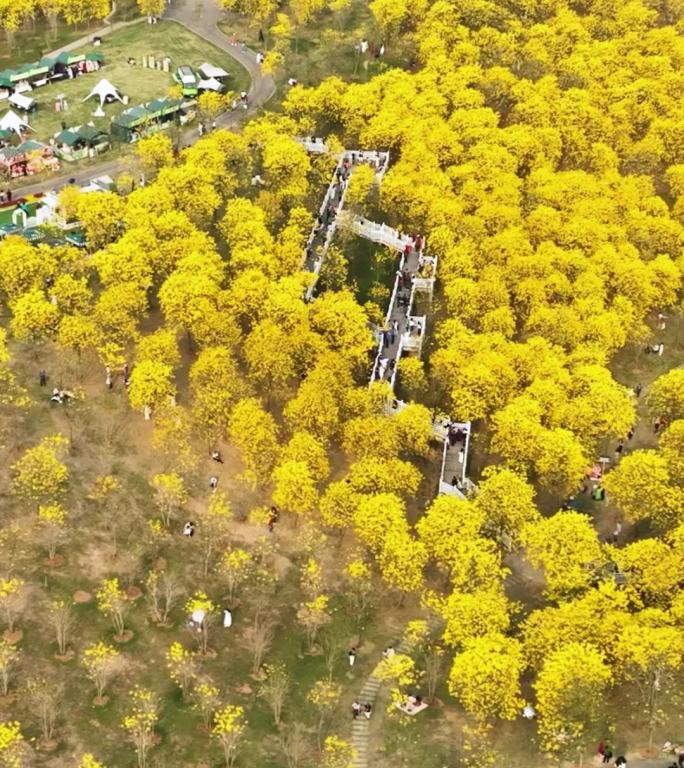 高清竖屏航拍青秀山风铃谷