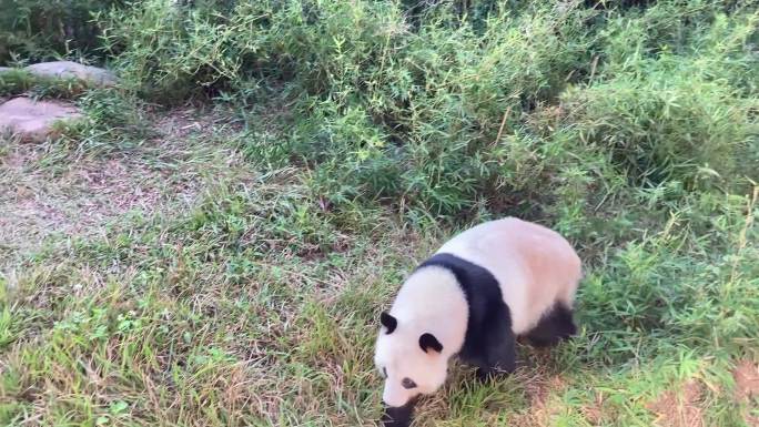 广州动物园里的熊猫走来走去