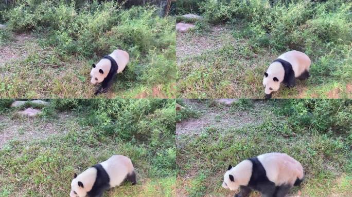 广州动物园里的熊猫走来走去