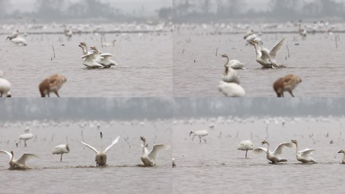 潘阳湖的小天鹅