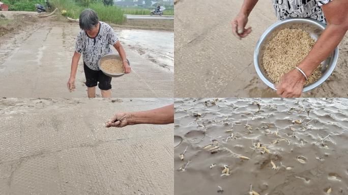 农民春插谷种春天播种 水稻种子春季种植